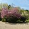 Cherry Magnolia Trees Cherry Magnolia Trees