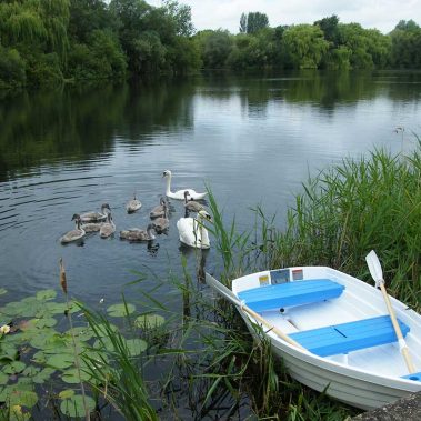 Swans on the Lake