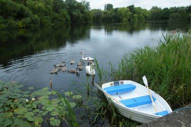 Swans on the Lake