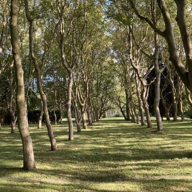 Woods Behind the House